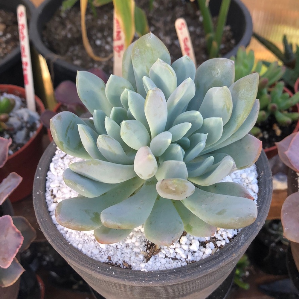 Succulent - Picture 2 of 7